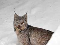 Lynx in Beaverly backyard 5x7 9054
